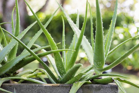 plantas y jardin